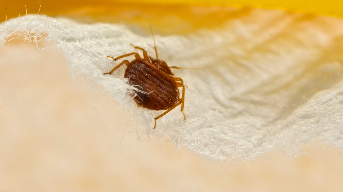 Bed Bug Exterminator in Carmel
