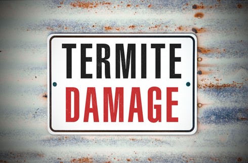 Termite Control in Carmel